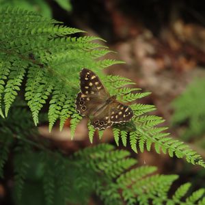 Preview wallpaper speckled wood, butterfly, fern, leaves, macro