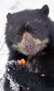 Preview wallpaper spectacled bear, andean bear, funny