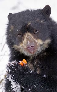 Preview wallpaper spectacled bear, andean bear, funny