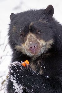 Preview wallpaper spectacled bear, andean bear, funny