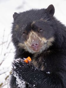 Preview wallpaper spectacled bear, andean bear, funny