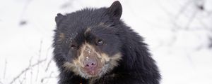 Preview wallpaper spectacled bear, andean bear, funny