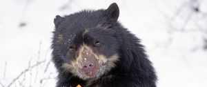 Preview wallpaper spectacled bear, andean bear, funny