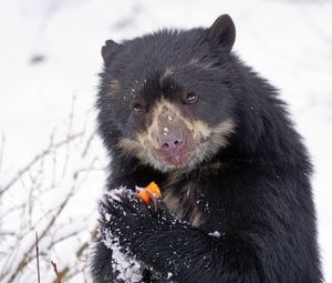 Preview wallpaper spectacled bear, andean bear, funny