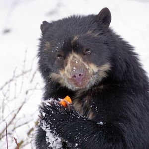 Preview wallpaper spectacled bear, andean bear, funny