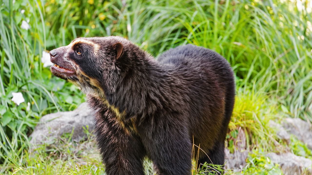 Wallpaper spectacled bear, bear, animal, wildlife, grass