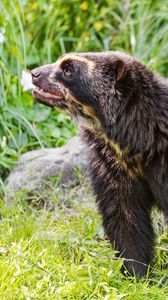 Preview wallpaper spectacled bear, bear, animal, wildlife, grass