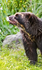 Preview wallpaper spectacled bear, bear, animal, wildlife, grass