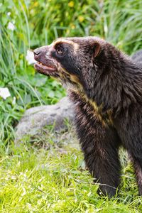 Preview wallpaper spectacled bear, bear, animal, wildlife, grass