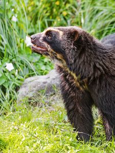 Preview wallpaper spectacled bear, bear, animal, wildlife, grass