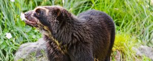 Preview wallpaper spectacled bear, bear, animal, wildlife, grass