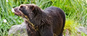 Preview wallpaper spectacled bear, bear, animal, wildlife, grass