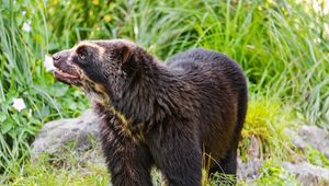 Preview wallpaper spectacled bear, bear, animal, wildlife, grass