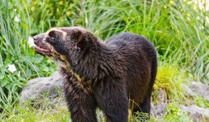 Preview wallpaper spectacled bear, bear, animal, wildlife, grass