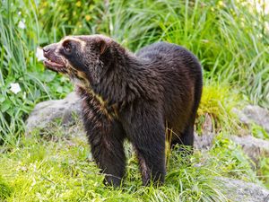 Preview wallpaper spectacled bear, bear, animal, wildlife, grass