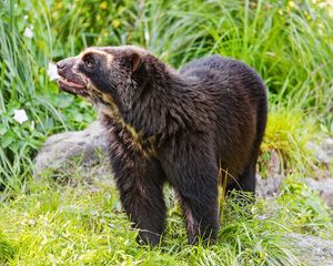 Preview wallpaper spectacled bear, bear, animal, wildlife, grass