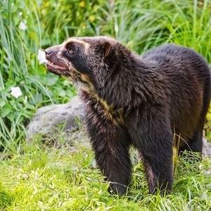 Preview wallpaper spectacled bear, bear, animal, wildlife, grass