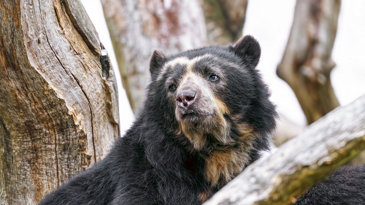 Wallpaper spectacled bear, bear, animal, wildlife