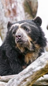 Preview wallpaper spectacled bear, bear, animal, wildlife