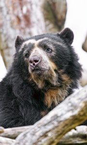 Preview wallpaper spectacled bear, bear, animal, wildlife