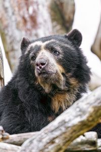 Preview wallpaper spectacled bear, bear, animal, wildlife