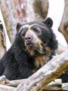 Preview wallpaper spectacled bear, bear, animal, wildlife