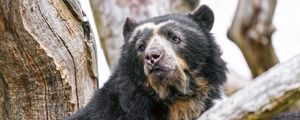 Preview wallpaper spectacled bear, bear, animal, wildlife