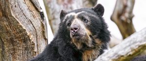 Preview wallpaper spectacled bear, bear, animal, wildlife
