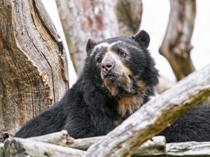 Preview wallpaper spectacled bear, bear, animal, wildlife
