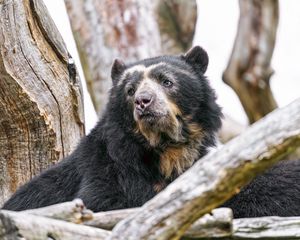 Preview wallpaper spectacled bear, bear, animal, wildlife