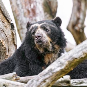 Preview wallpaper spectacled bear, bear, animal, wildlife