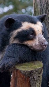 Preview wallpaper spectacled bear, bear, sadness, wood