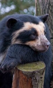 Preview wallpaper spectacled bear, bear, sadness, wood