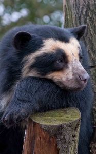 Preview wallpaper spectacled bear, bear, sadness, wood