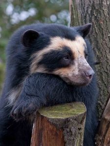 Preview wallpaper spectacled bear, bear, sadness, wood