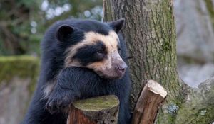 Preview wallpaper spectacled bear, bear, sadness, wood