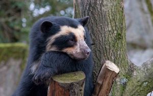 Preview wallpaper spectacled bear, bear, sadness, wood