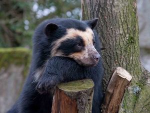 Preview wallpaper spectacled bear, bear, sadness, wood