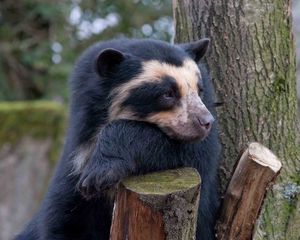 Preview wallpaper spectacled bear, bear, sadness, wood