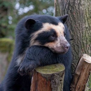 Preview wallpaper spectacled bear, bear, sadness, wood