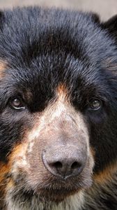 Preview wallpaper spectacled bear, eyes, nose, hair