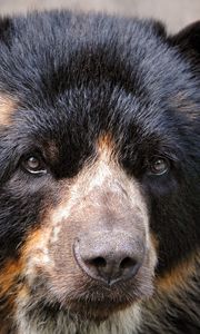 Preview wallpaper spectacled bear, eyes, nose, hair