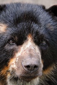 Preview wallpaper spectacled bear, eyes, nose, hair