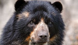 Preview wallpaper spectacled bear, eyes, nose, hair