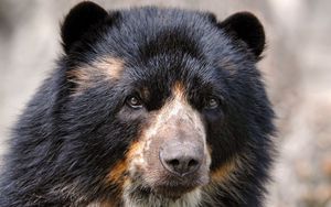 Preview wallpaper spectacled bear, eyes, nose, hair