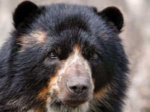 Preview wallpaper spectacled bear, eyes, nose, hair