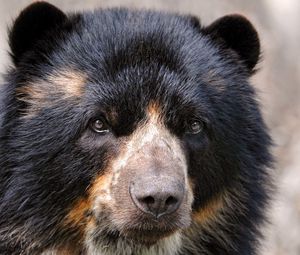 Preview wallpaper spectacled bear, eyes, nose, hair