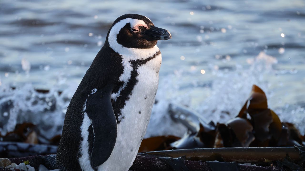 Wallpaper spectacled penguin, penguin, sea, stones, wildlife