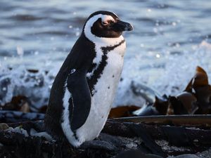 Preview wallpaper spectacled penguin, penguin, sea, stones, wildlife