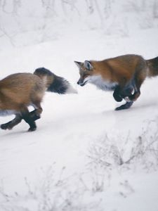 Preview wallpaper speed, trees, snow, winter, foxes, slope